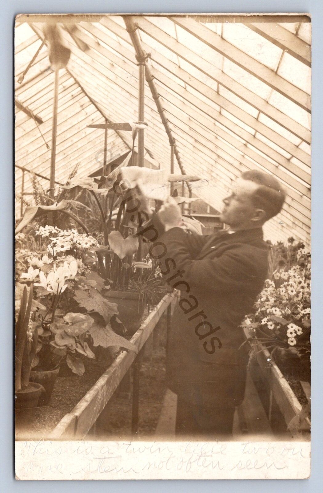 J98/ Harrisburg Pennsylvania RPPC Postcard c1910 Greenhouse Lily Man 136