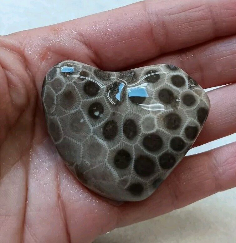 Heart Shaped Petoskey Holding Stone  Michigan Unpolished Coral Fossil Specimen 