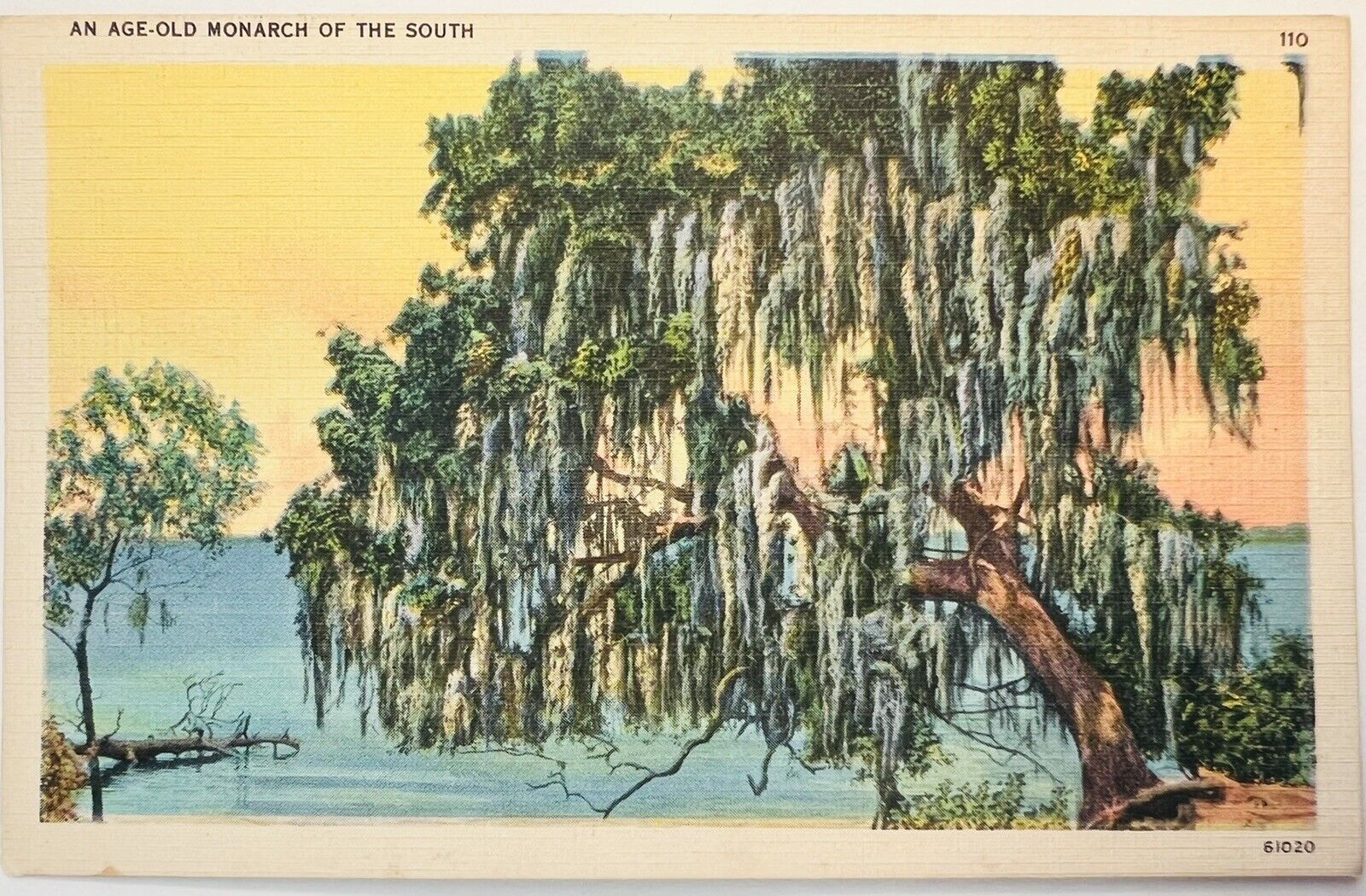 Age Old Monarch Of the South Spanish Moss Live Oaks Linen Postcard