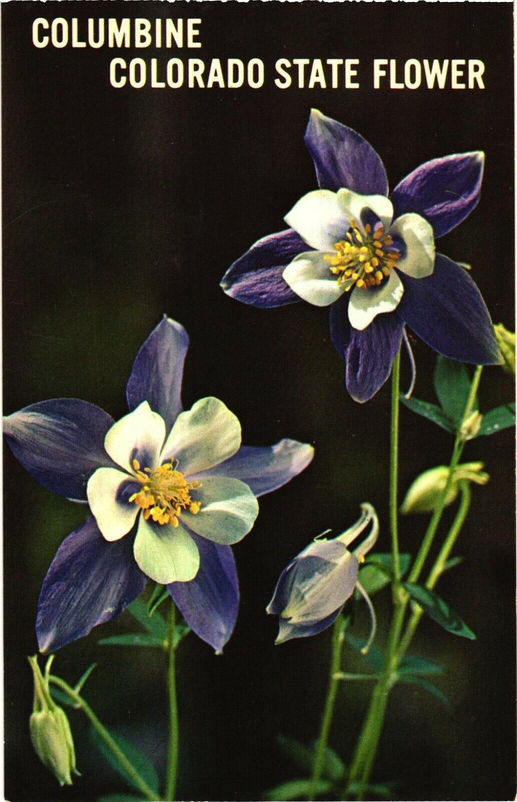 The Beautifully Delicate Columbine, Colorado State Flower Postcard