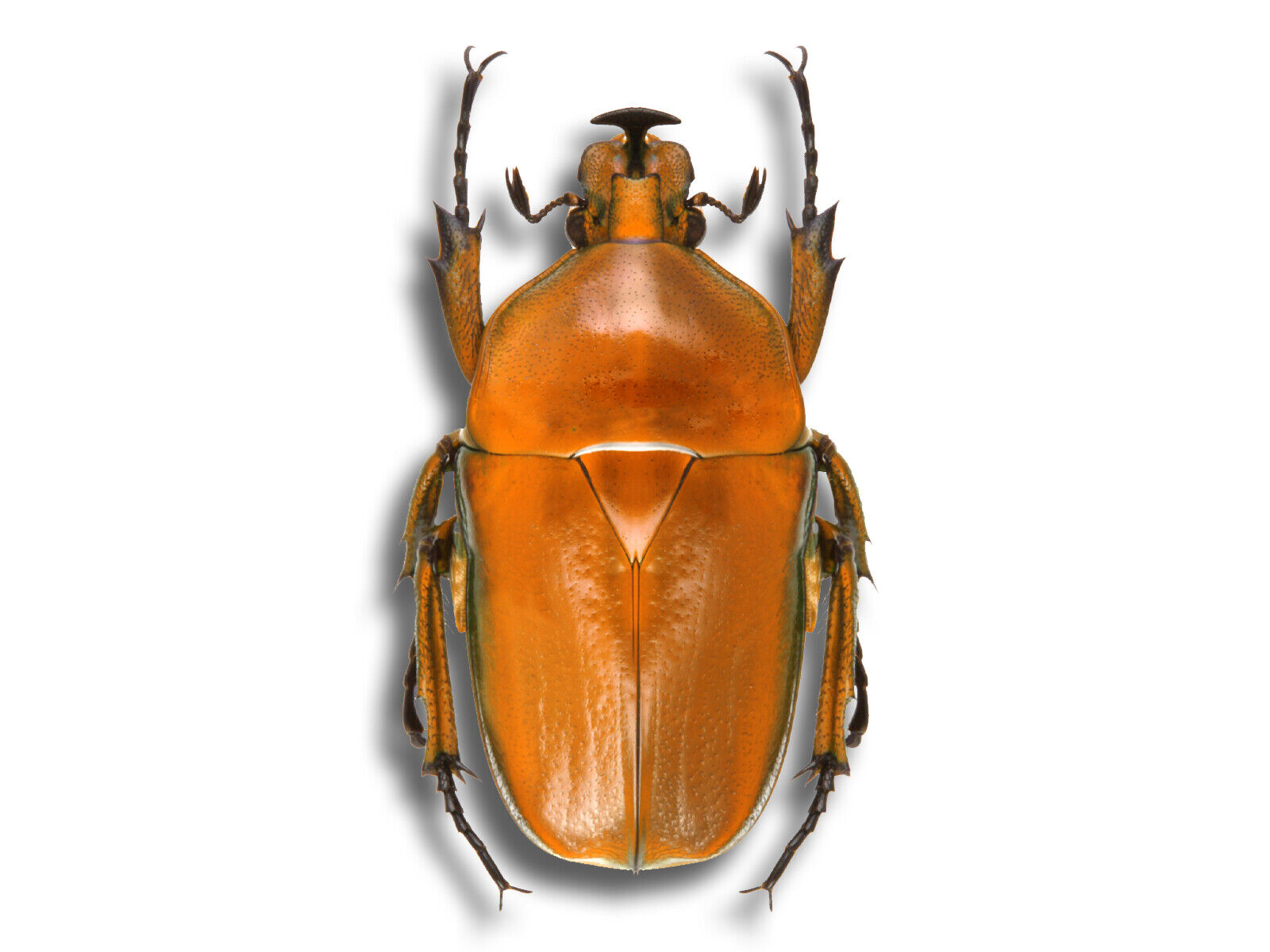 RARE Cetoniidae Trigonophorus rothschildi YELLOW/ORG Form Beetle Unmounted USA
