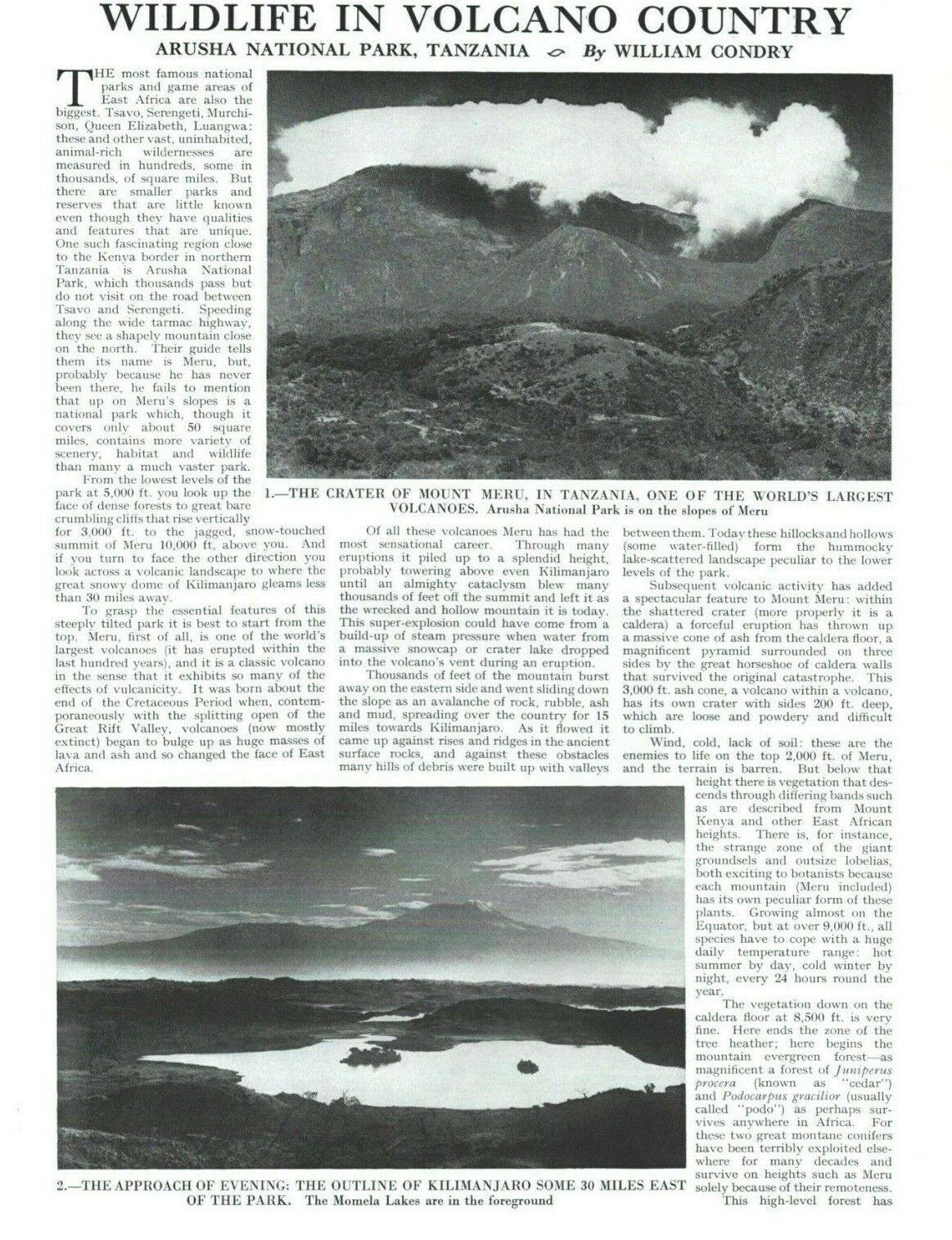 1971 Wildlife In Volcano Country Arusha National Park Tanzania - 2-Page Article
