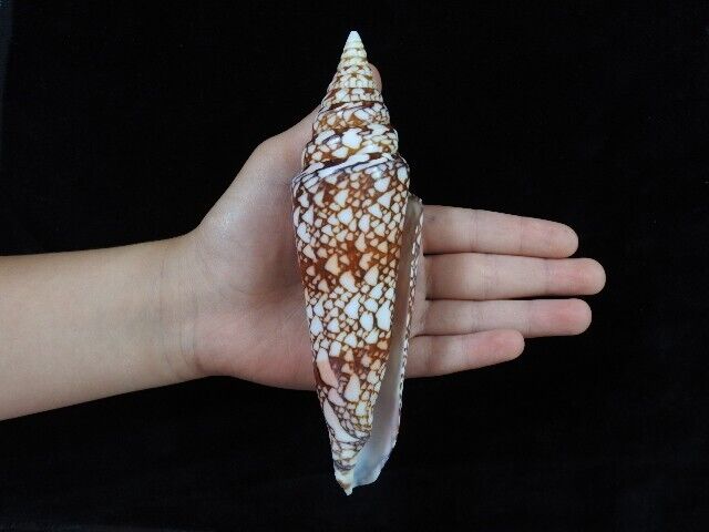 Sea shell Conus milneedwardsi 155mm ID#7587