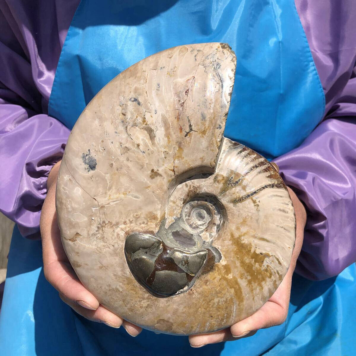 1500G Huge Natural Beautiful ammonite fossil conch Crystal specimen healing 2847