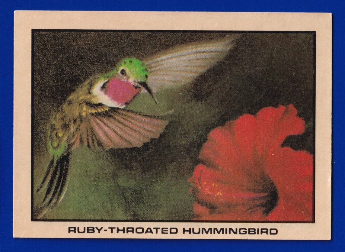 RUBY-THROATED HUMMINGBIRD 1977 KELLOGG\'S BIRD STICK\'R STICKER VGEX NO CREASES