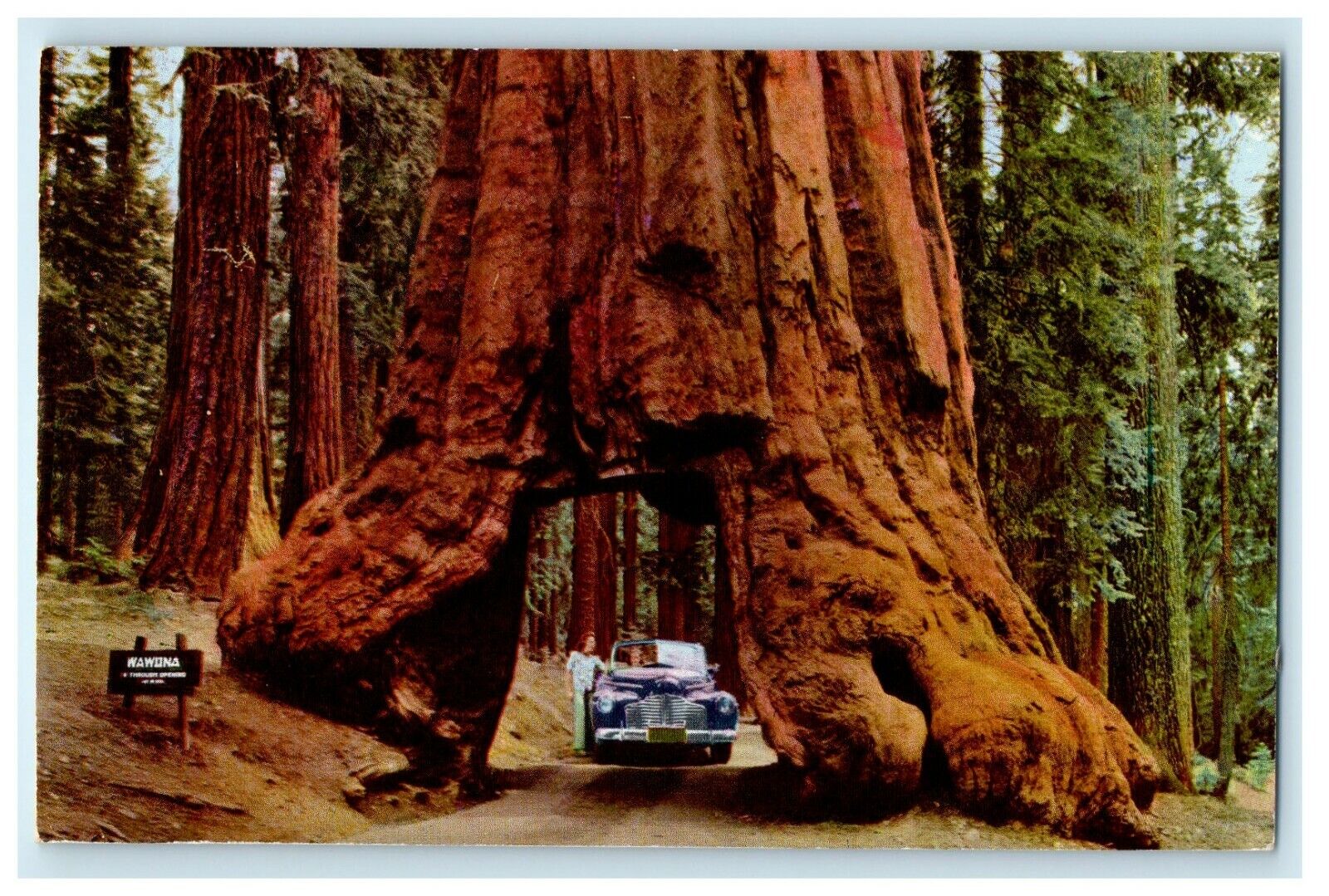 1954 Yosemite National Park Big Tree Tunnel Wawona Sign California CA Postcard