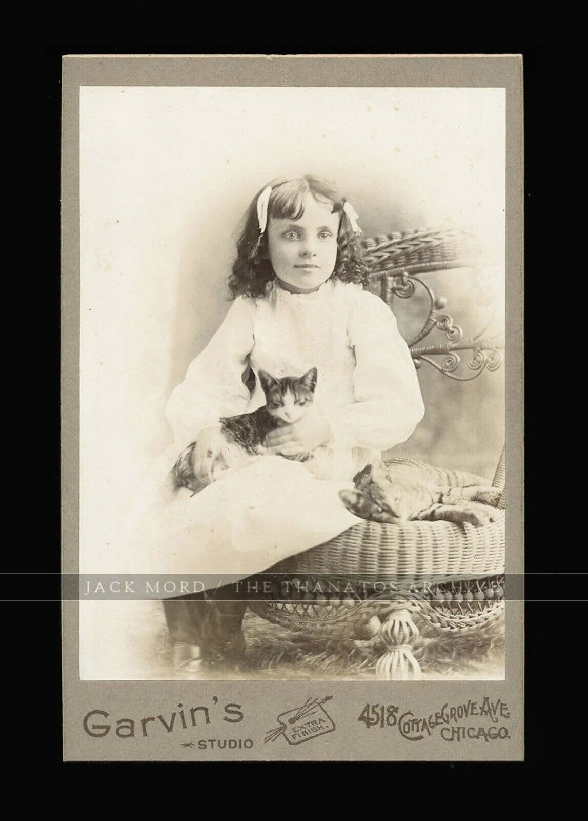 Little Girl Holding TWO Kittens Chicago Photographer 1890s Cabinet Photo CATS
