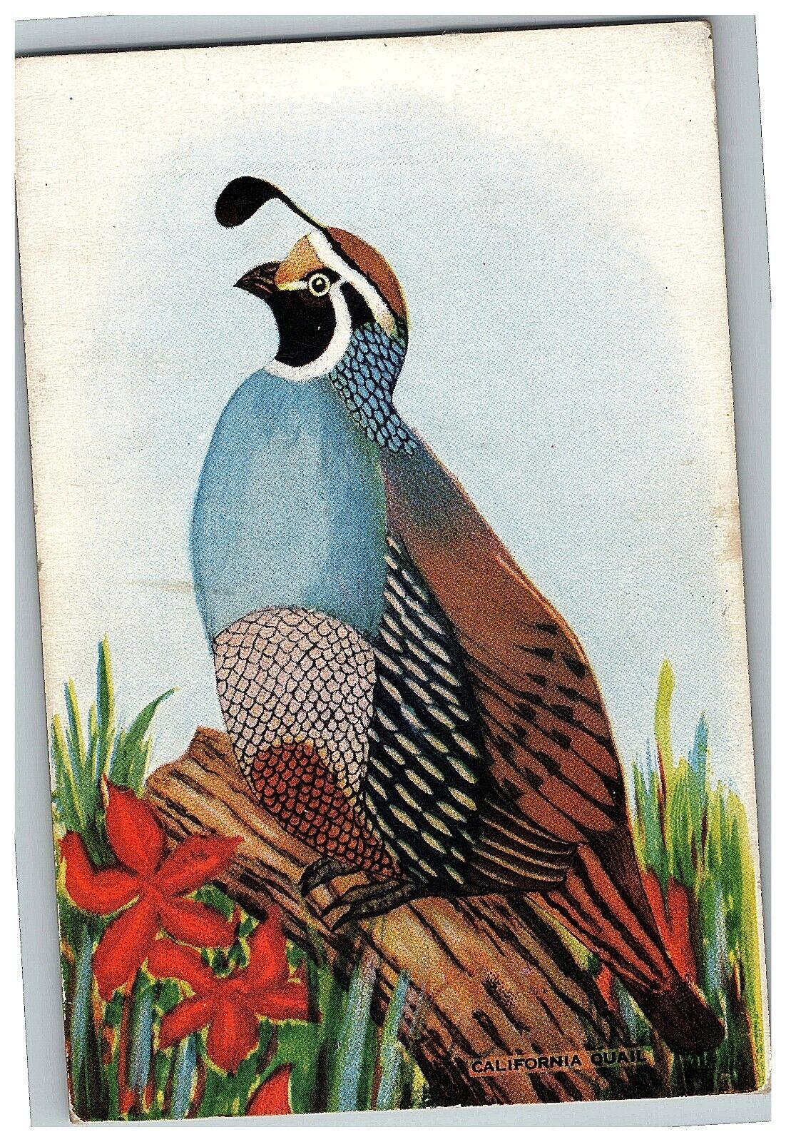 1914-19 California Quail Conservative Life Ins. Co Of America South Bend IN Card