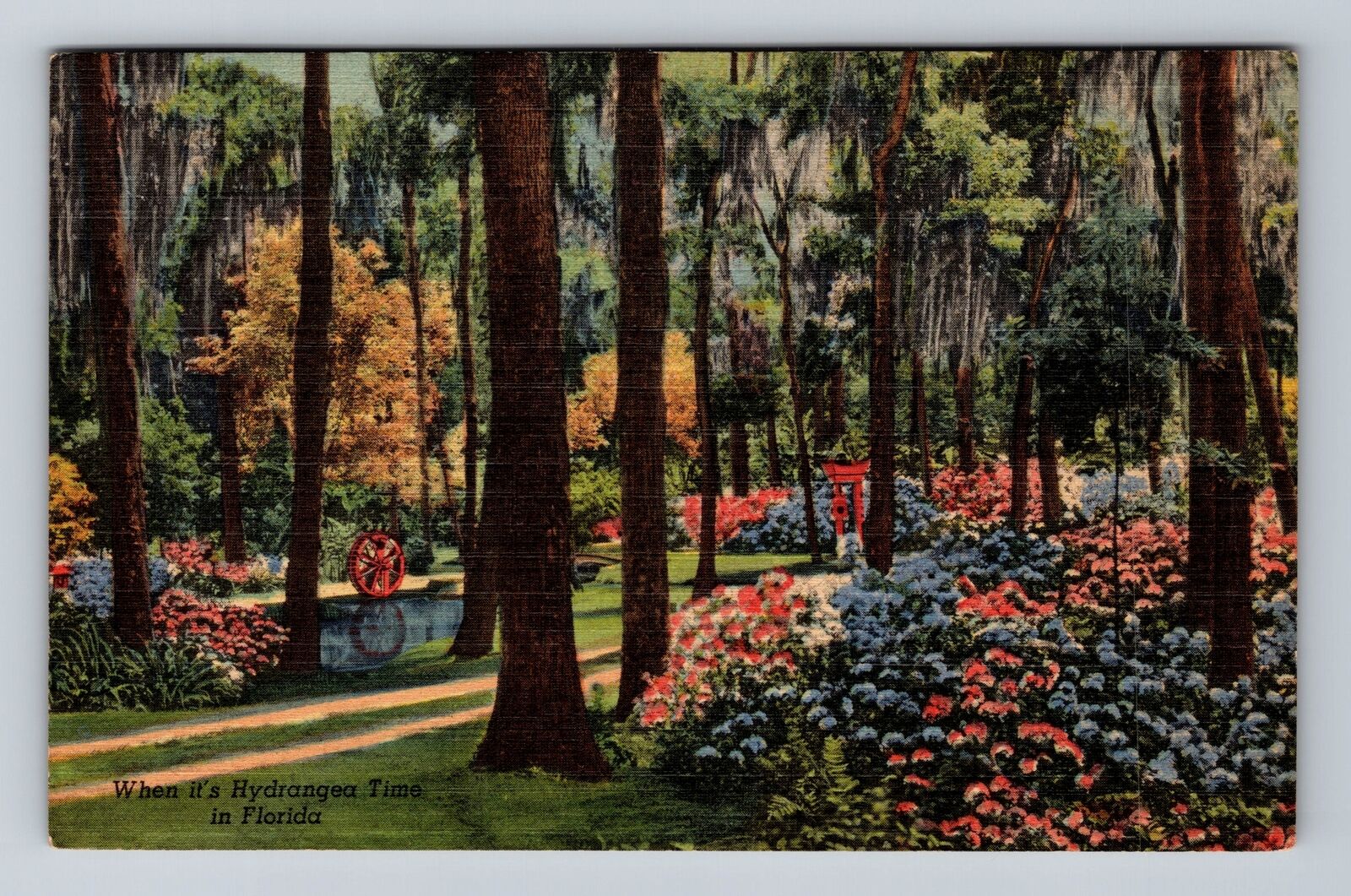 FL-Florida, Hydrangea Time, Antique, Vintage c1951 Postcard