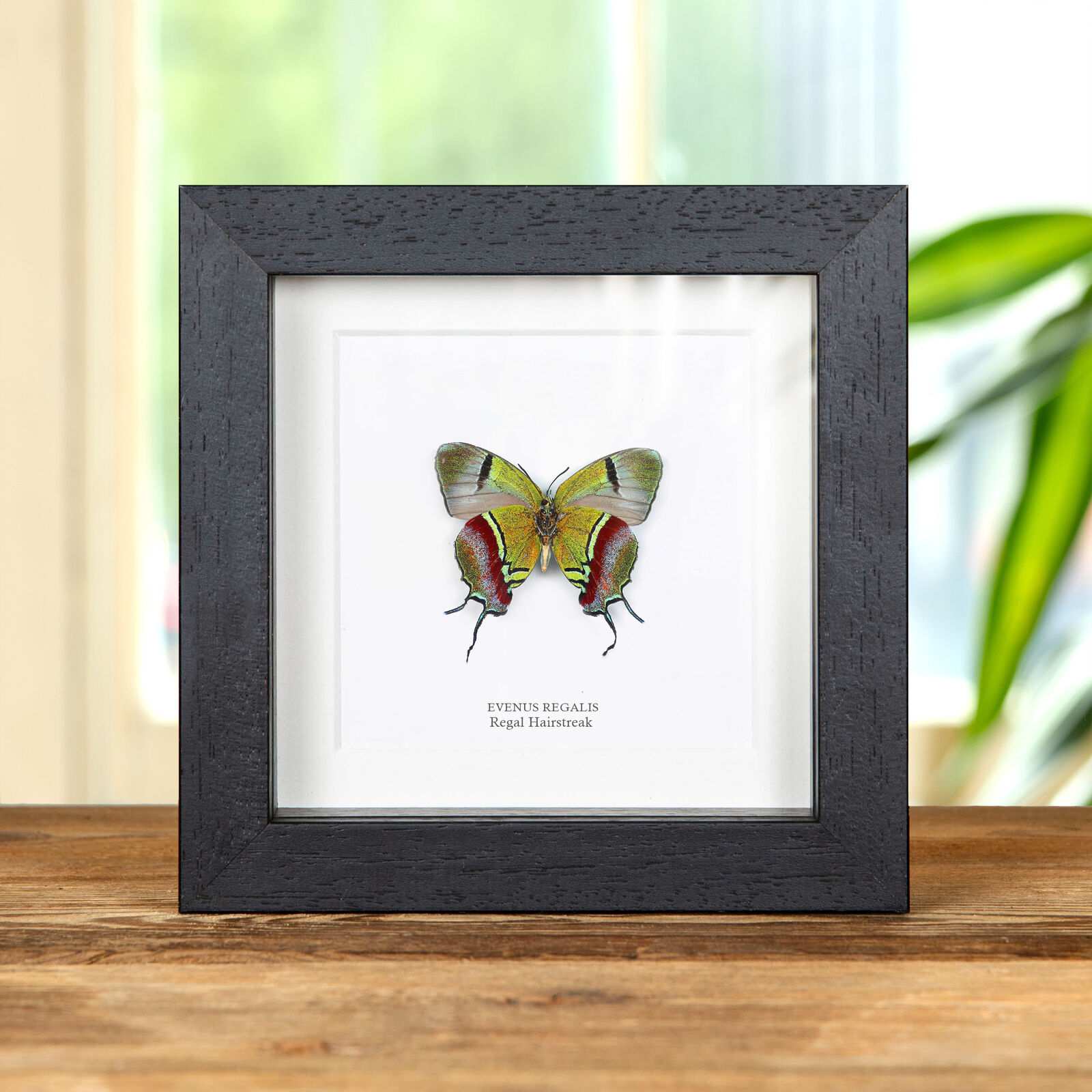 Regal Hairstreak Butterfly in Box Frame (Evenus regalis)