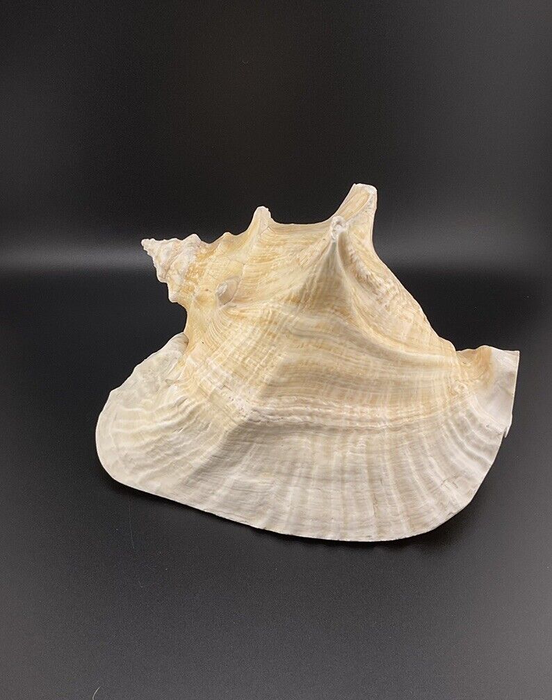 Large Vintage Horned Conch Shell Seashell Beach Home Decor 9” Gorgeous