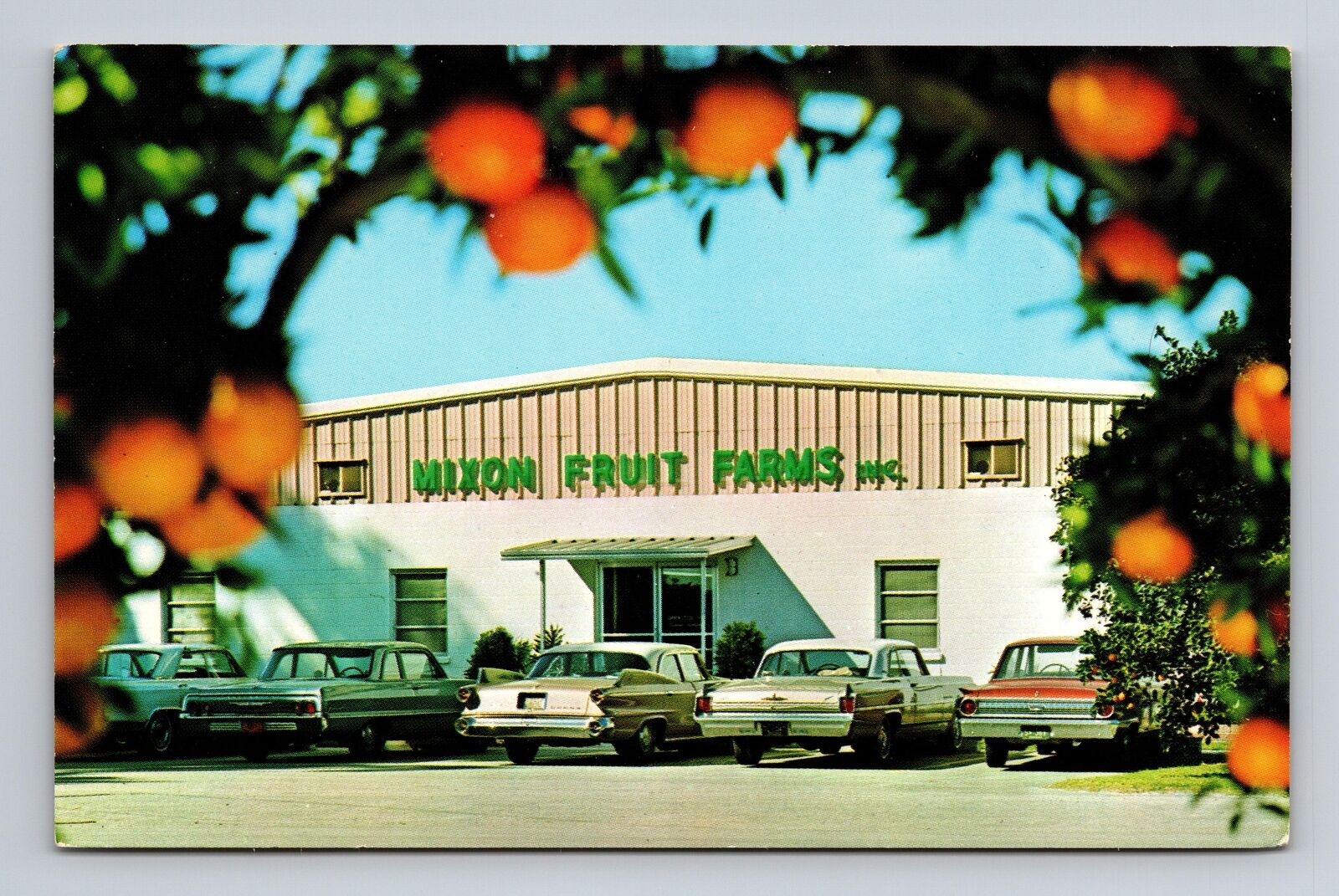 c1960s Chrome Postcard Bradenton FL Florida Mixon Fruit Farms Cars