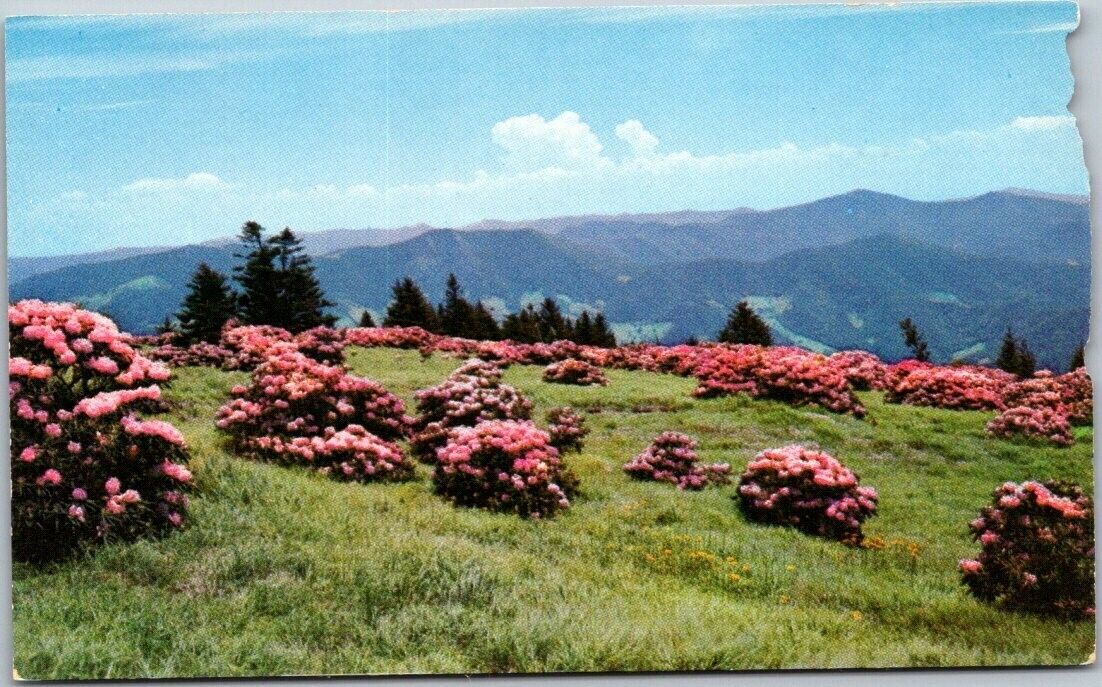 ROAN MOUNTAIN NORTH CAROLINA-TENNESSE LINE Rhododenron VTG Chrome Postcard B23