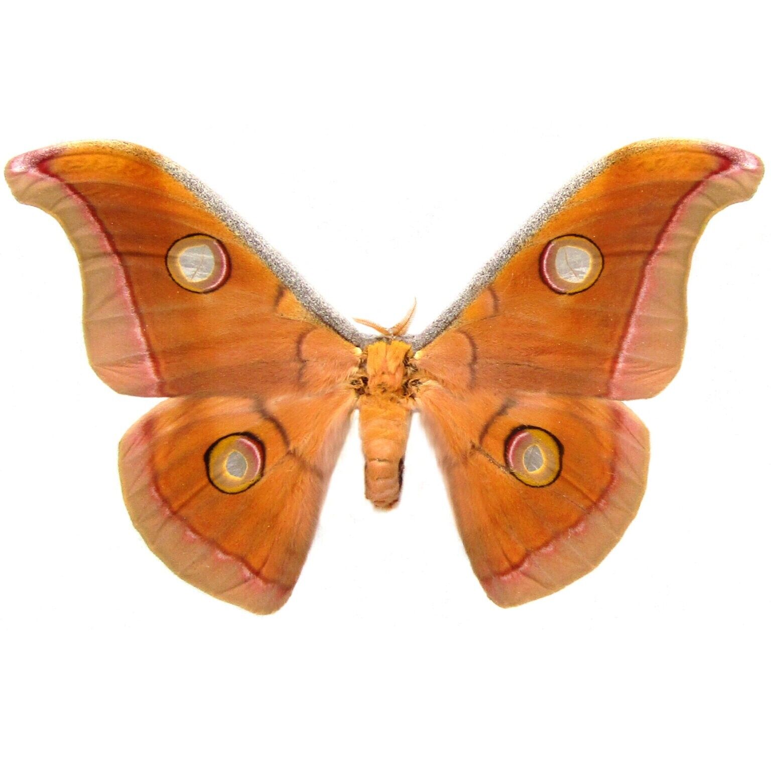 Antheraea mylitta RED FORM saturn moth Indonesia WINGS CLOSED/UNMOUNTED