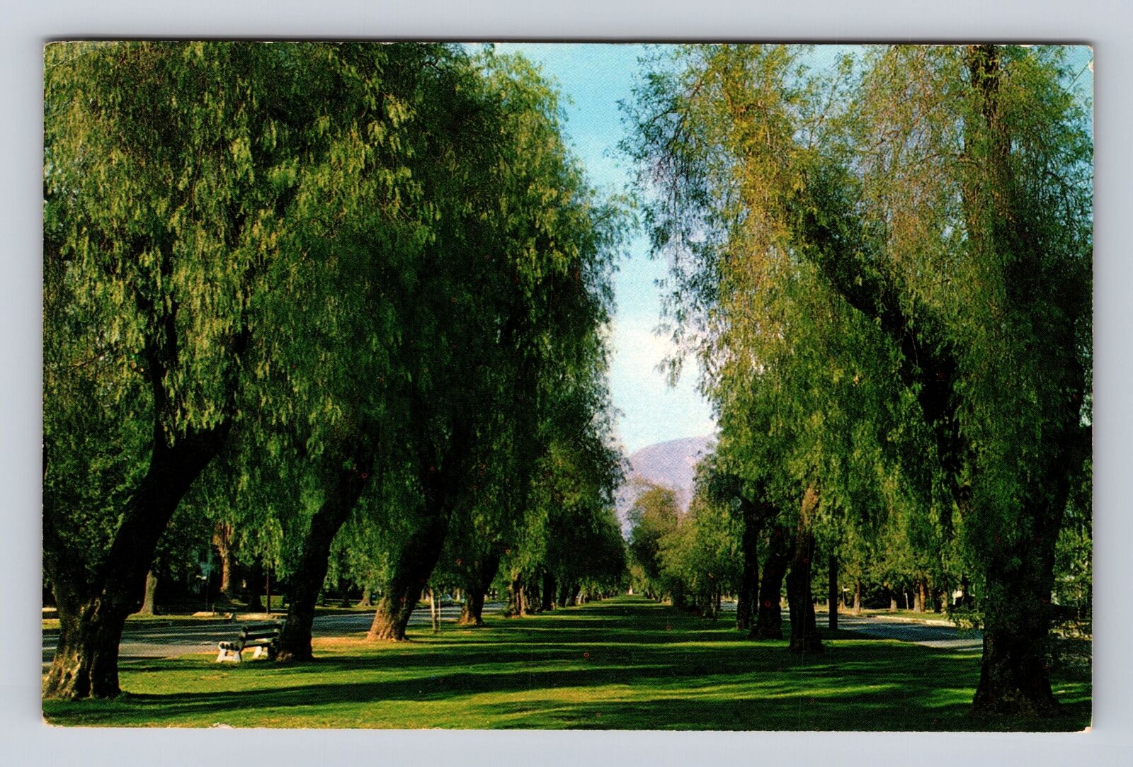 Ontario CA-California, Euclid Avenue Looking North Pepper Trees Vintage Postcard