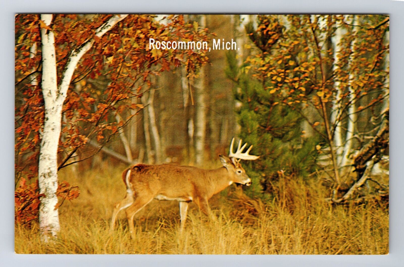 Roscommon MI-Michigan, Scenic Greetings, Buck on Alert Souvenir Vintage Postcard
