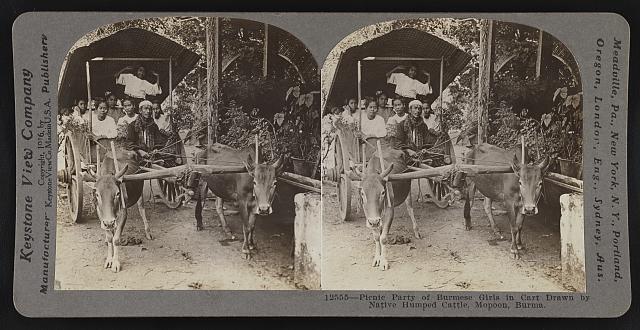 Picnic party of Burmese girls in cart drawn by native humped cattl Old Photo