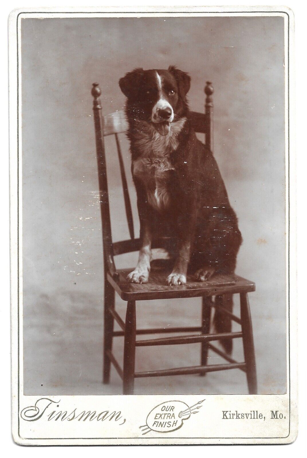 Dog Sitting In Chair, Antique Cabinet Card Photo, Kirksville Missouri