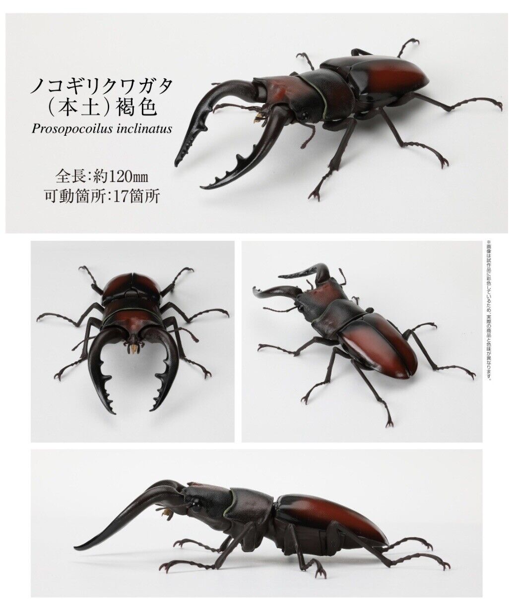 Bandai The Diversity of Life on Earth Stag Beetle Vol 5 Prosopocoilus Inclinatus