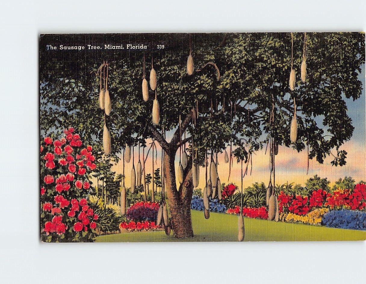 Postcard Sausage Tree Miami Florida USA