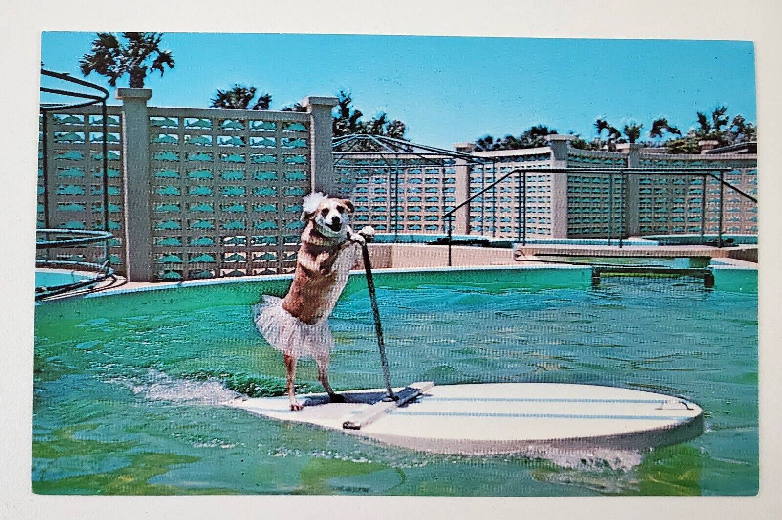 1960s Marineland FL St Augustine Fifi Dog Surfing Travel Vtg Postcard Florida
