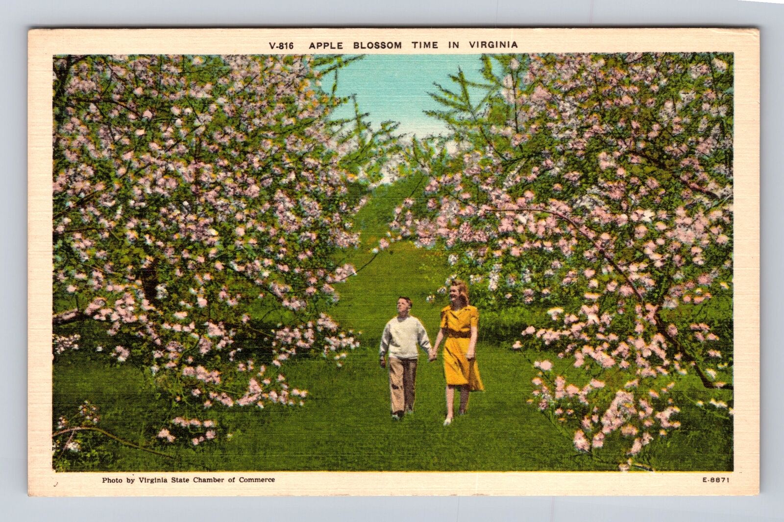 VA-Virginia, Apple Blossom Time in Virginia, Vintage Souvenir Postcard