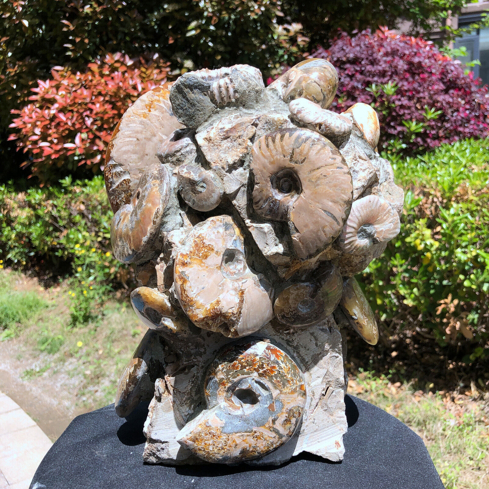 24.64LB  Natural Large Beautiful Ammonite Fossil Conch Crystal Specimen Healing