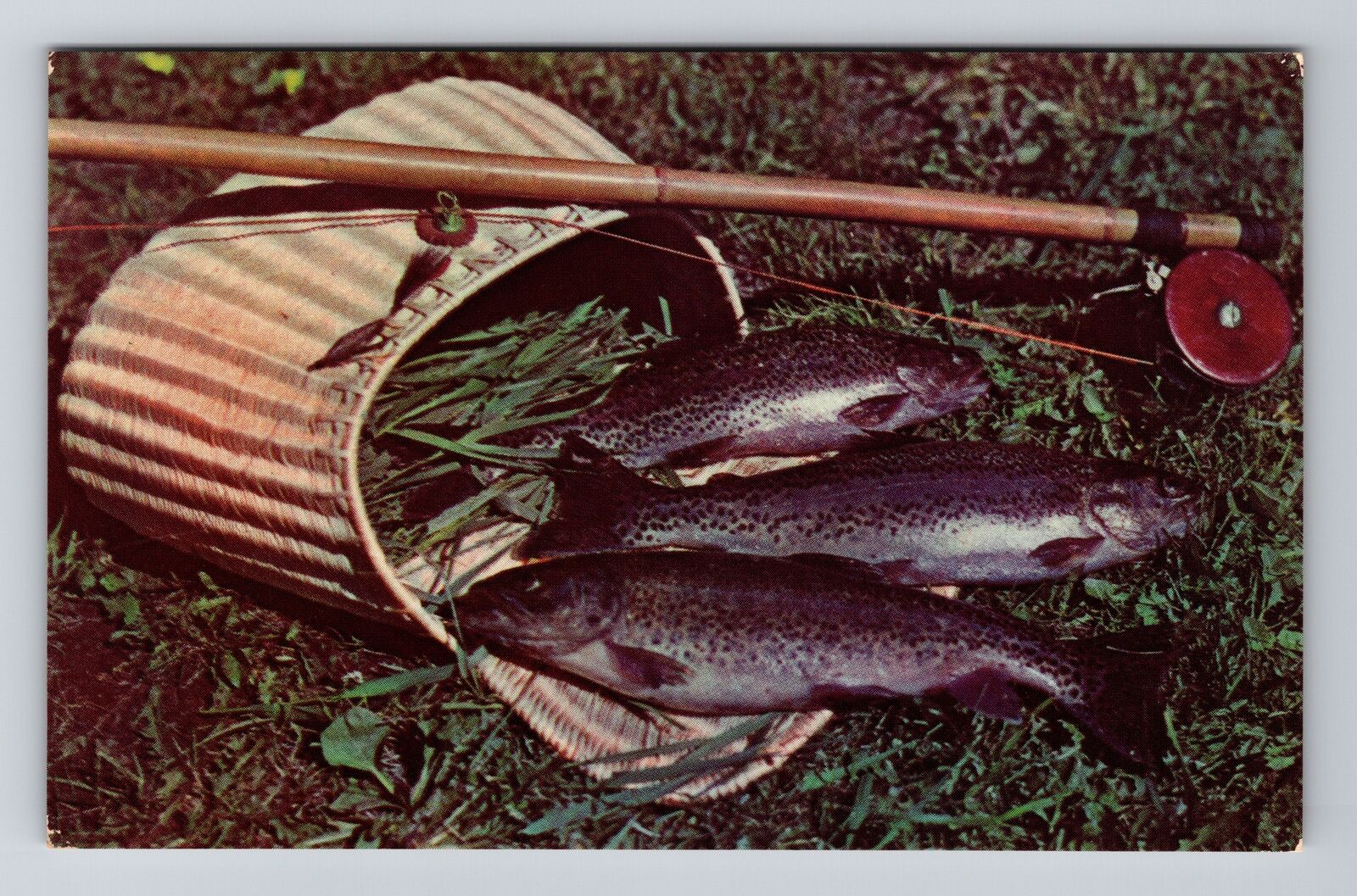Northern MI-Michigan, Famous for Game Fish, Vintage Postcard