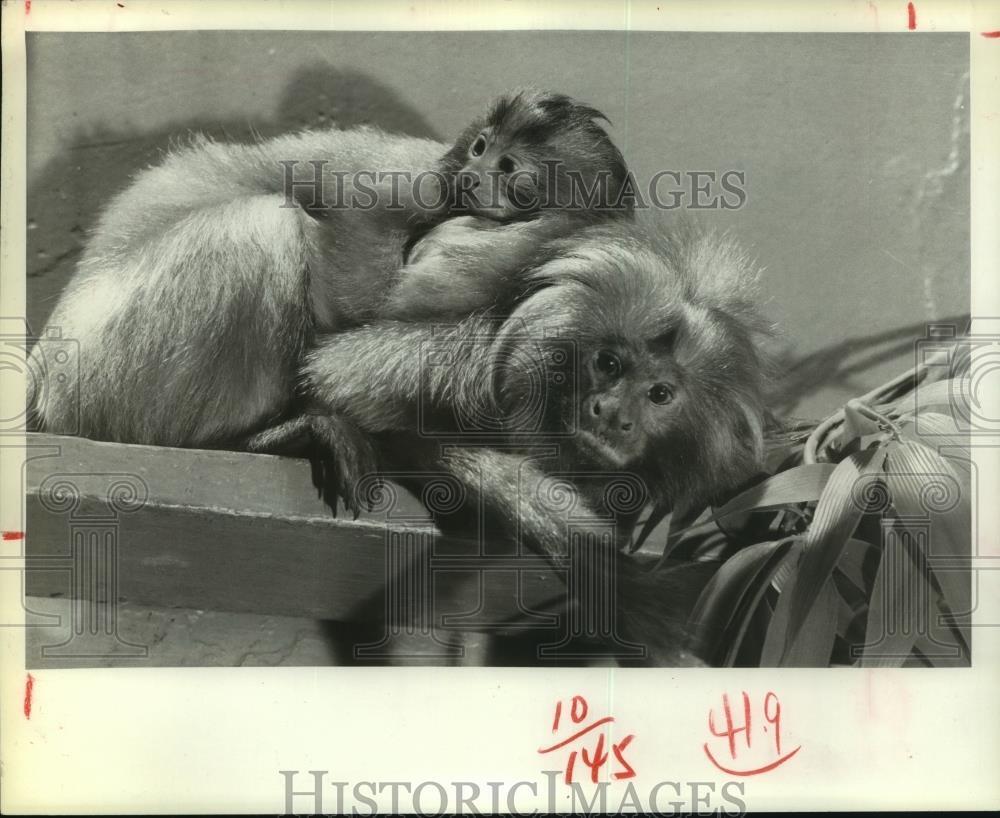 1980 Press Photo Mother and a young golden lion marmosets - hcx11085