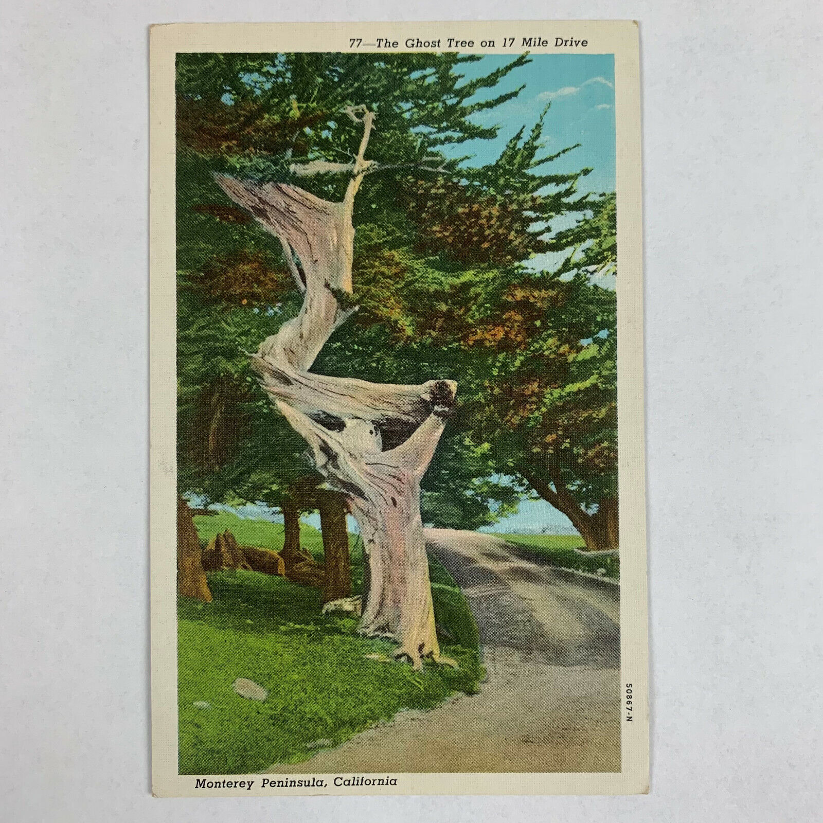 Postcard California Monterey CA Peninsula 17 Mile Drive Ghost Tree 1940s Linen