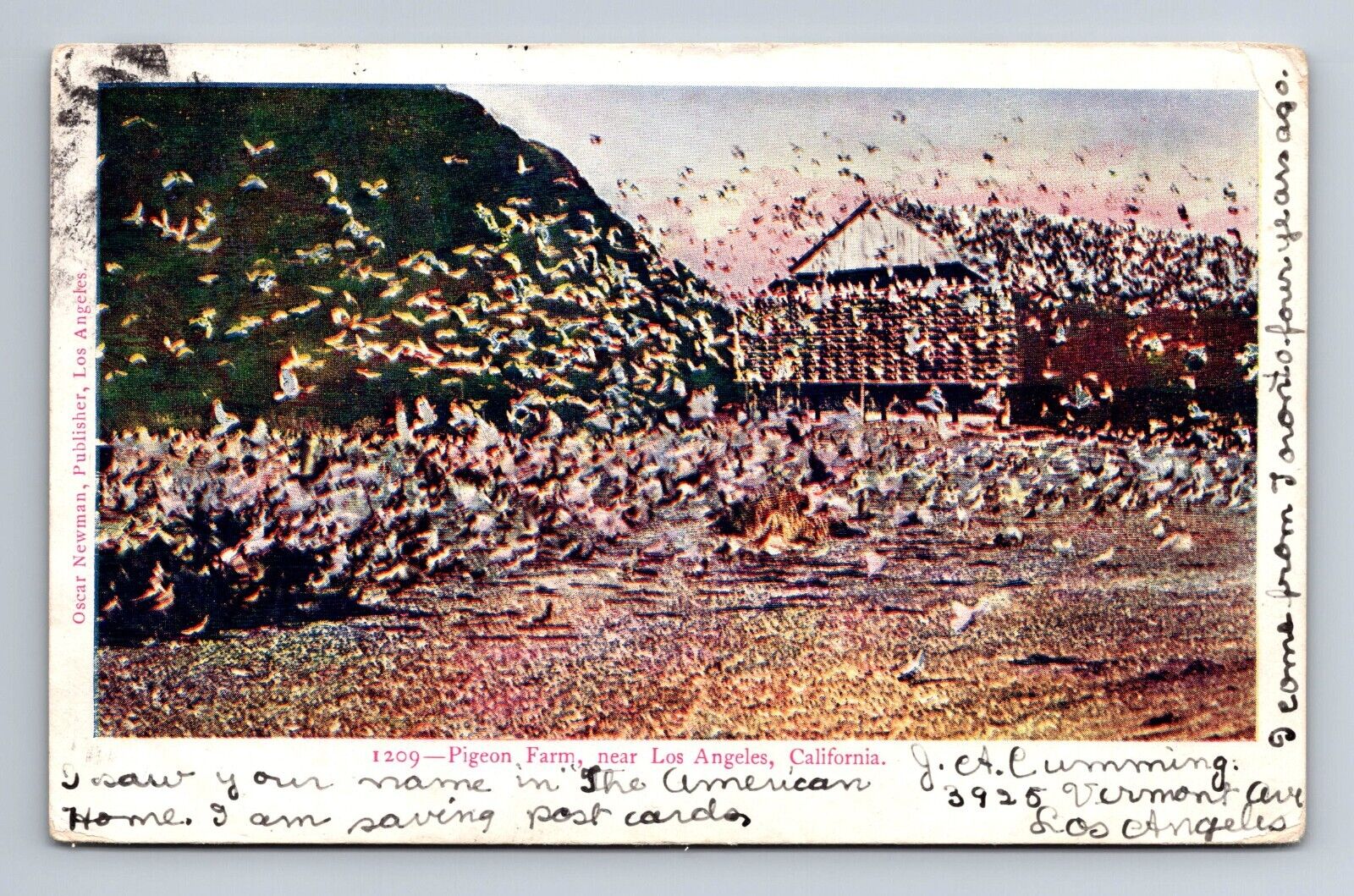 Pigeon Farm Flock near Los Angeles California Postcard