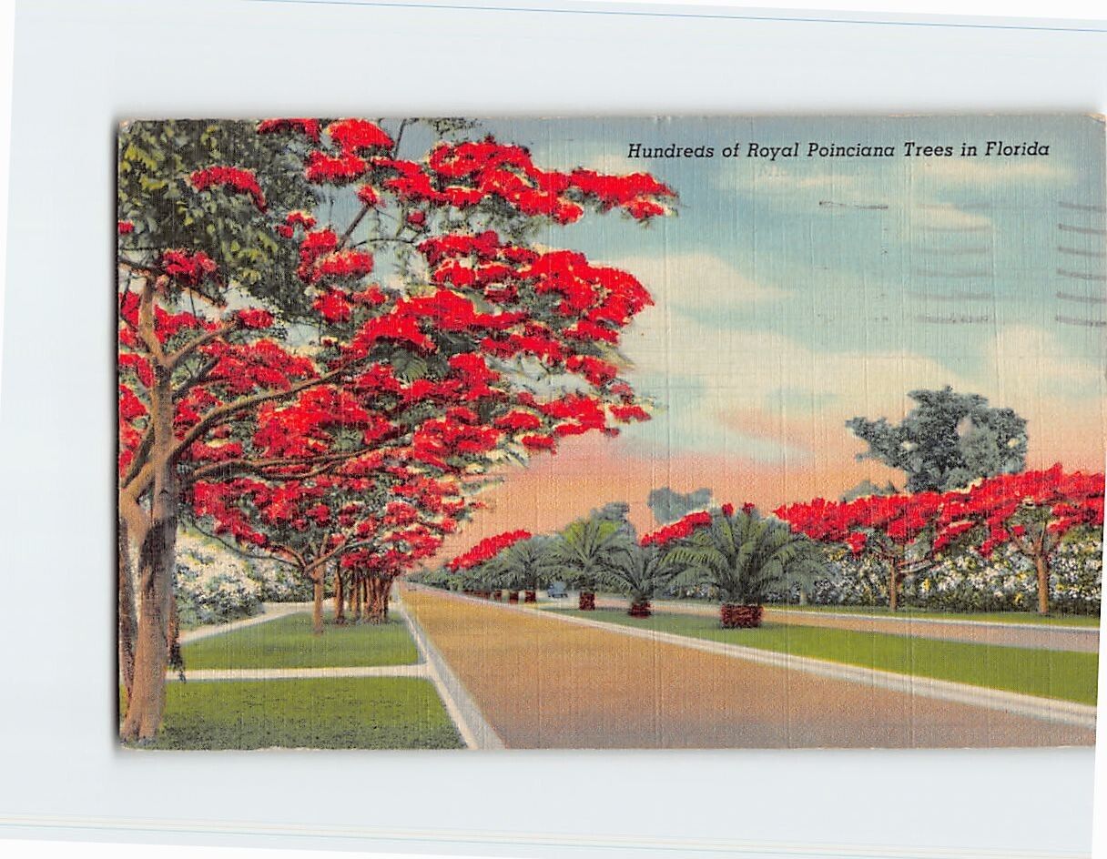 Postcard Hundreds of Royal Poinciana Trees in Florida USA