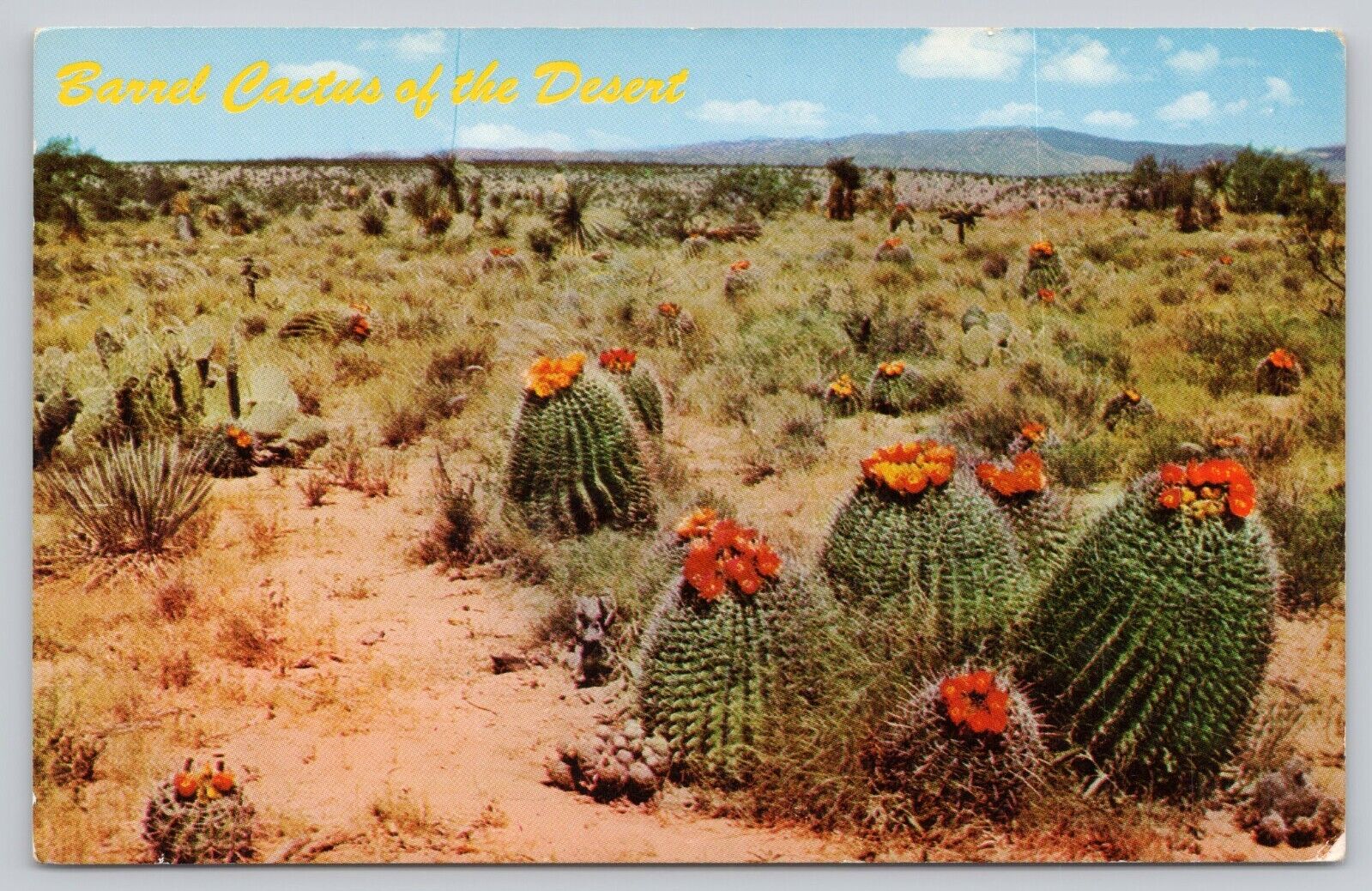 Postcard Field of Barrel Cactus New Mexico