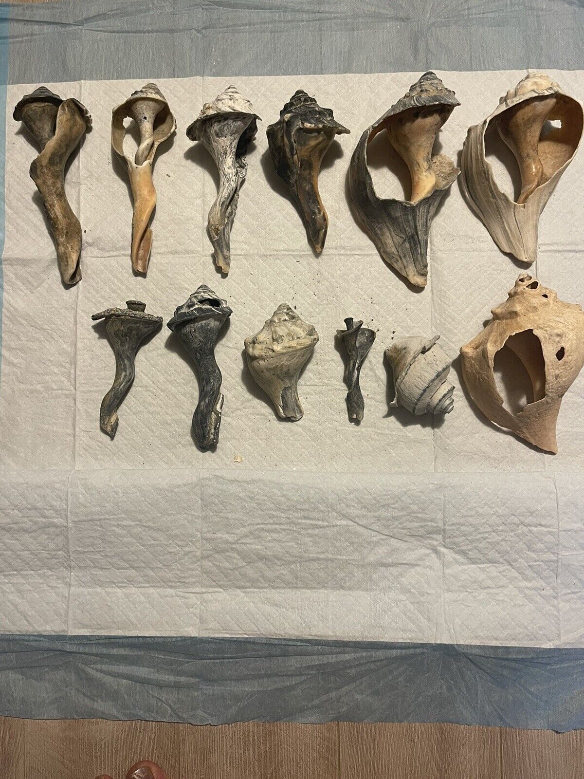 Lot Of Vintage Real Natural Fossil Seashells Specimen Skeleton Old Broken Shells