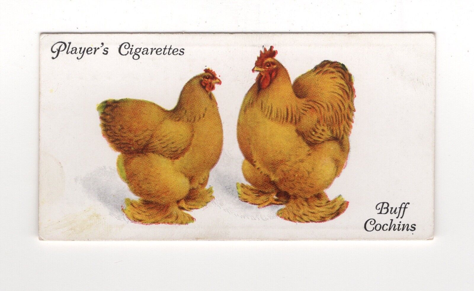 Poultry cigarette card 1931 #08 Buff Cochins