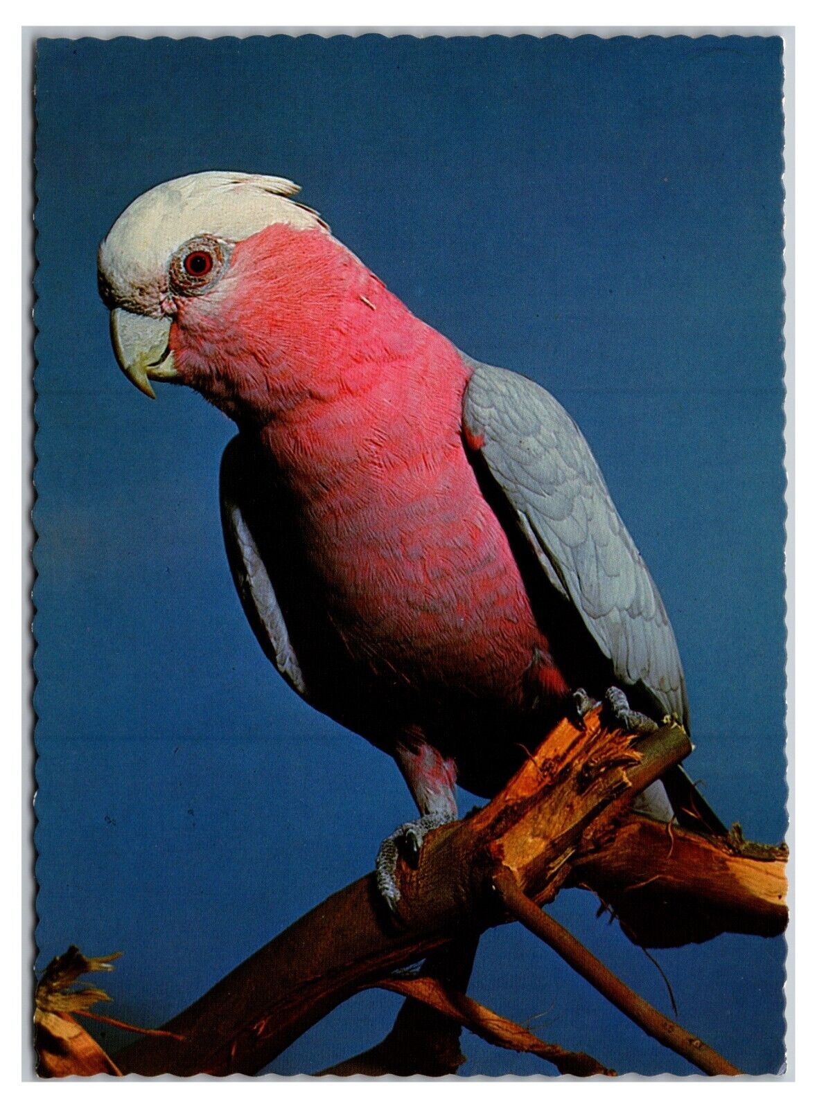 Vintage 1970s - The Galah Bird - Inland Australia Postcard (UnPosted)