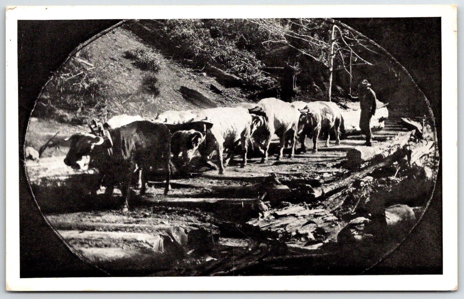 postcard log hauling by oxen in the early days la honda canyon california UNP