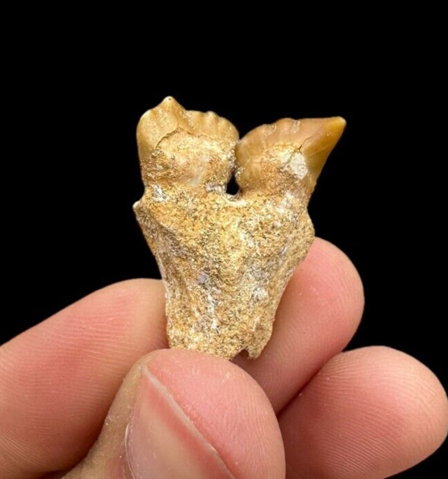 Awesome Moroccan Stephanodus Fossil Tooth: A rare Treasure for your collection