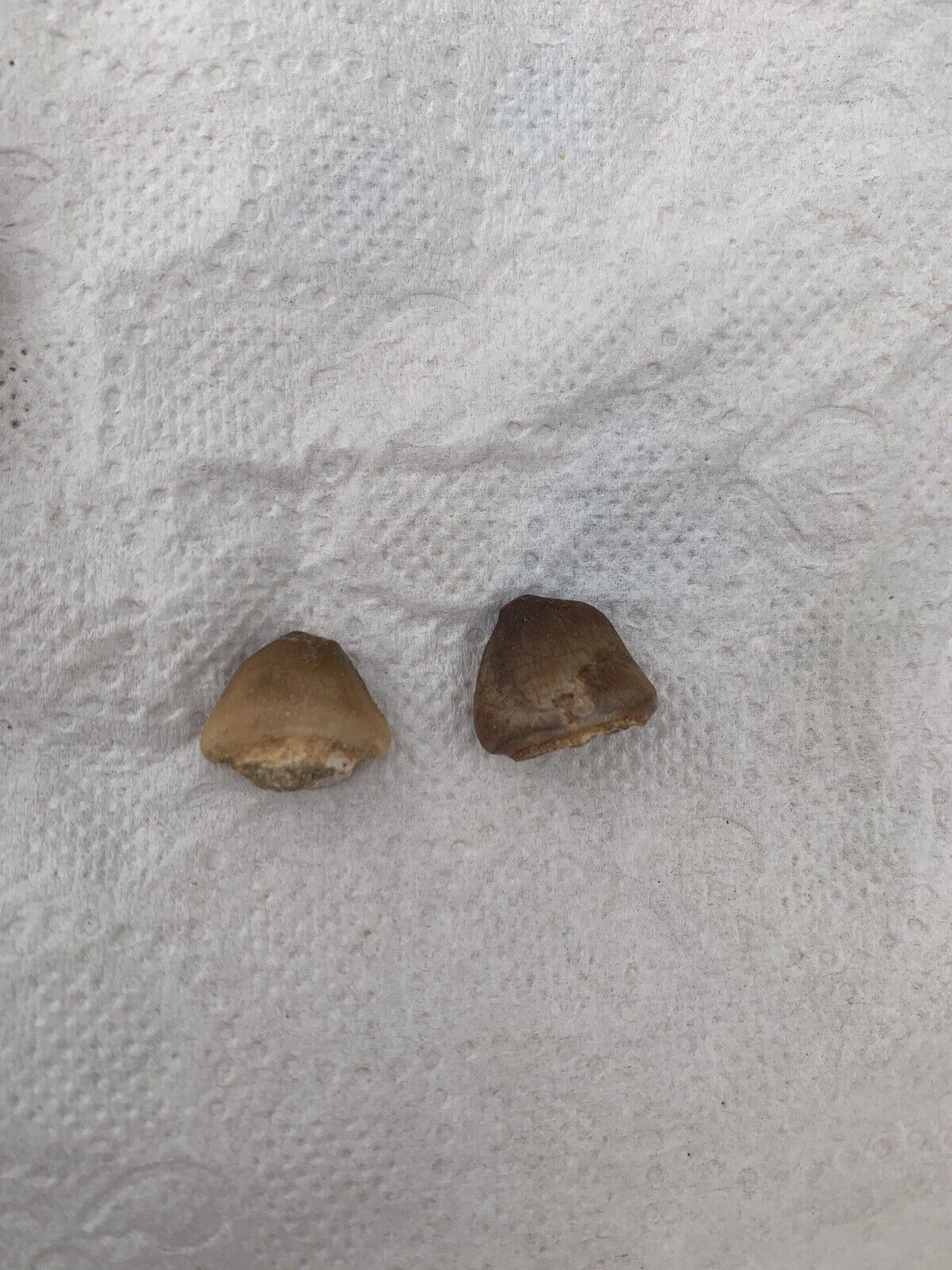 2 Extra rare Carinodens belgicus Tooth A Prehistoric Predator's Relic, VERY RARE