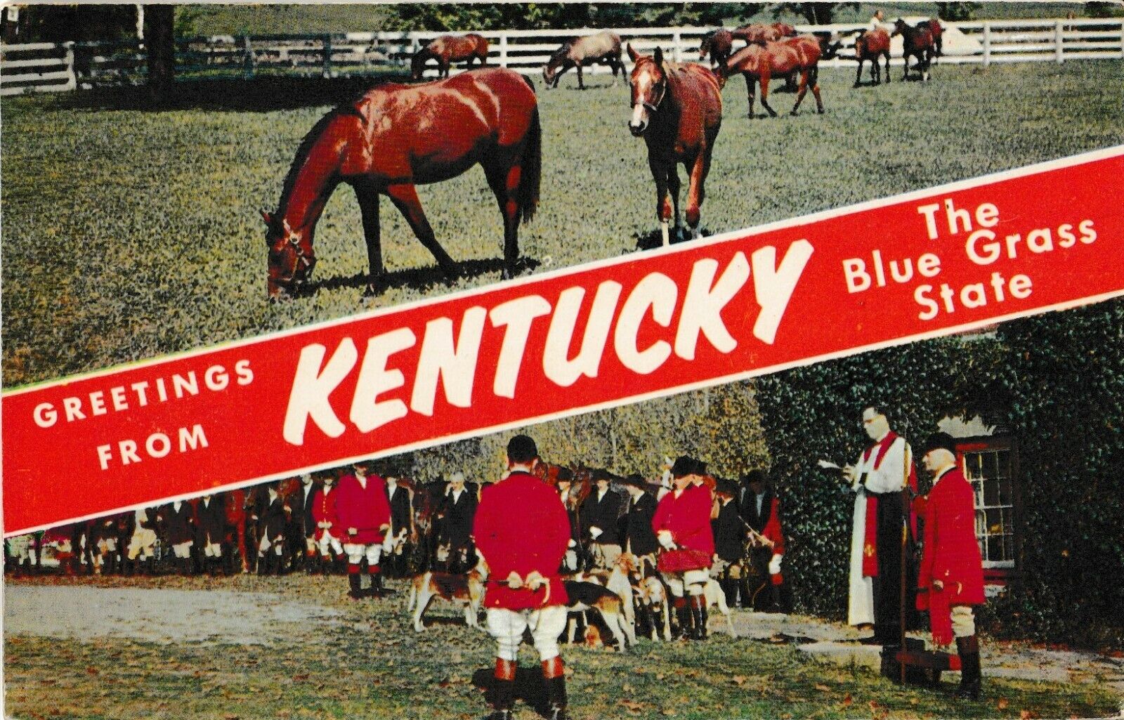 Greetings From Kentucky The Blue Grass State Thoroughbred Horses Postcard