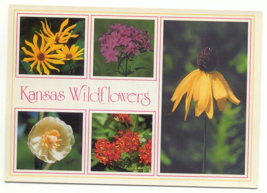 Kansas Wildflowers Postcard 