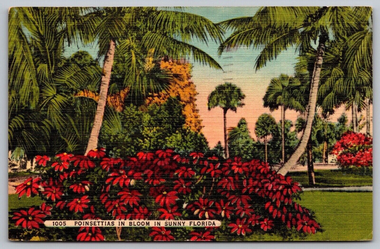 Poinsettias Bloom Sunny Florida Tropical Palms Flowers Cancel 1952 VNG Postcard