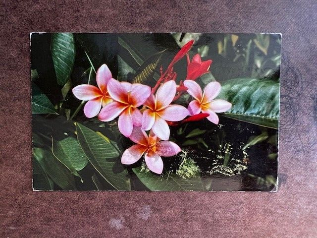 Postcard: Pink Plumieria, Hawaii Frangipani, photochrome posted in 1960