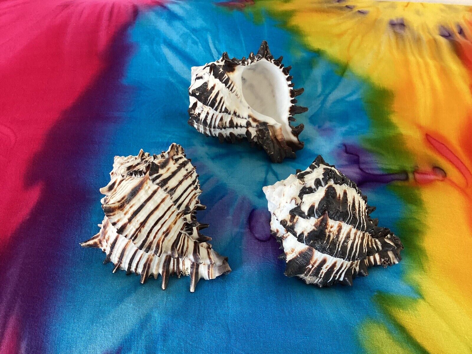 (3) Hexaplex Radix Black Murex 5” Natural Real Genuine Conch Seashells