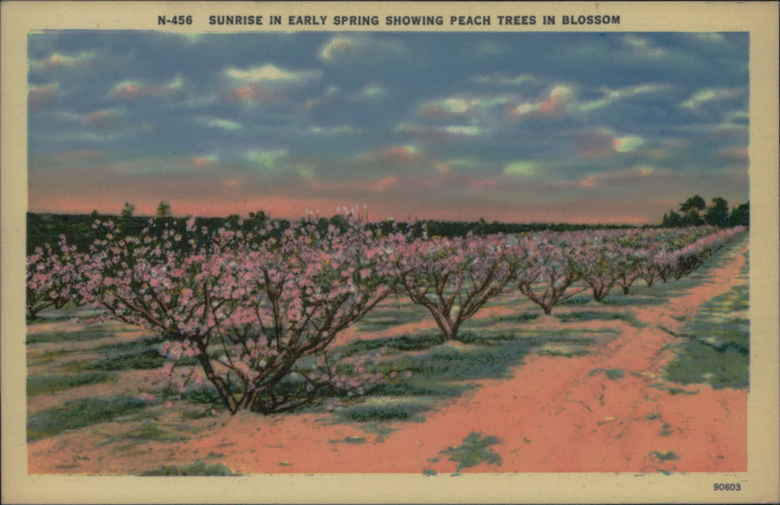 Postcard: N-456 SUNRISE IN EARLY SPRING SHOWING PEACH TREES IN BLOSSOM