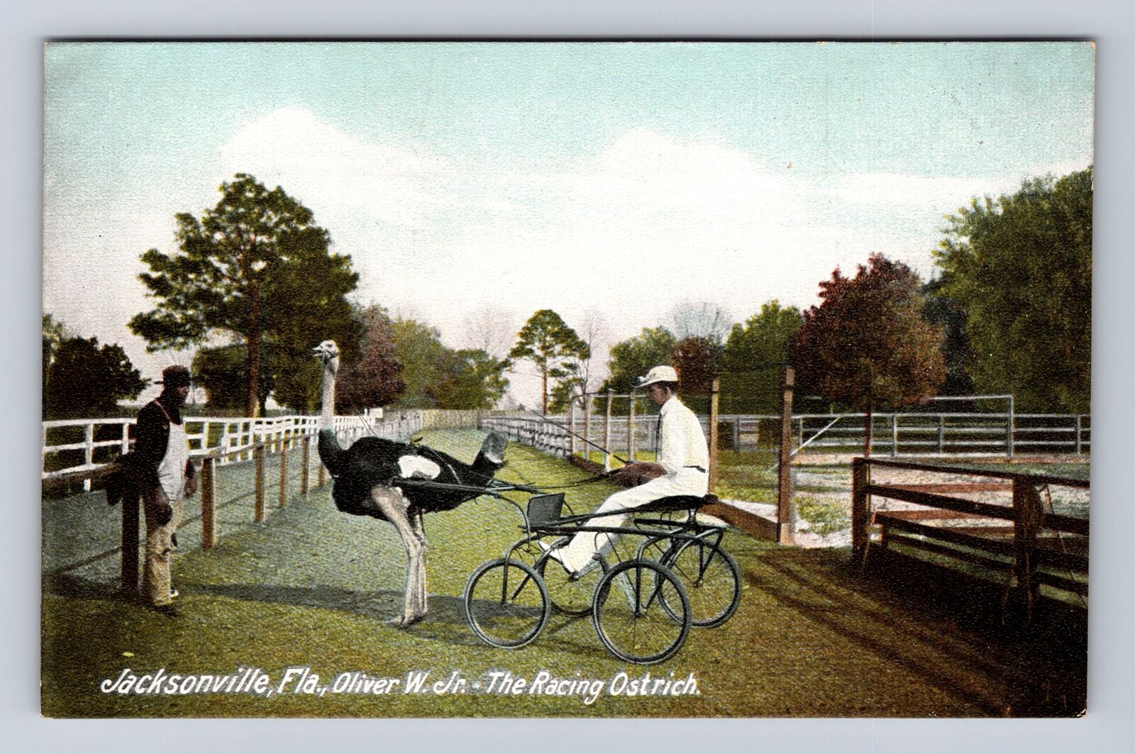 Jacksonville FL-Florida, Oliver W Jr, The Racing Ostrich, Vintage Postcard