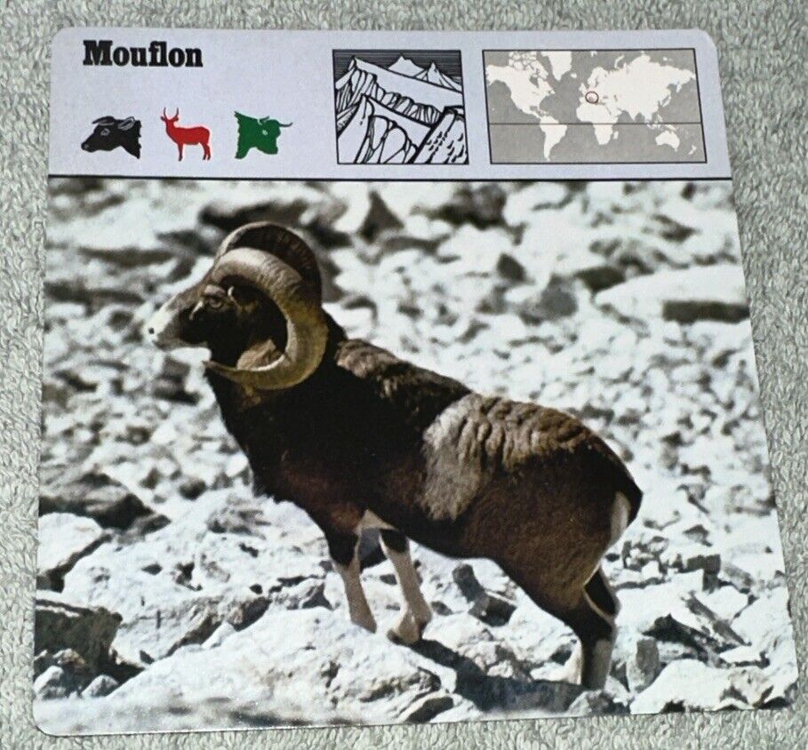 Vintage 1975 Animal Card - Mouflon - Printed In Japan