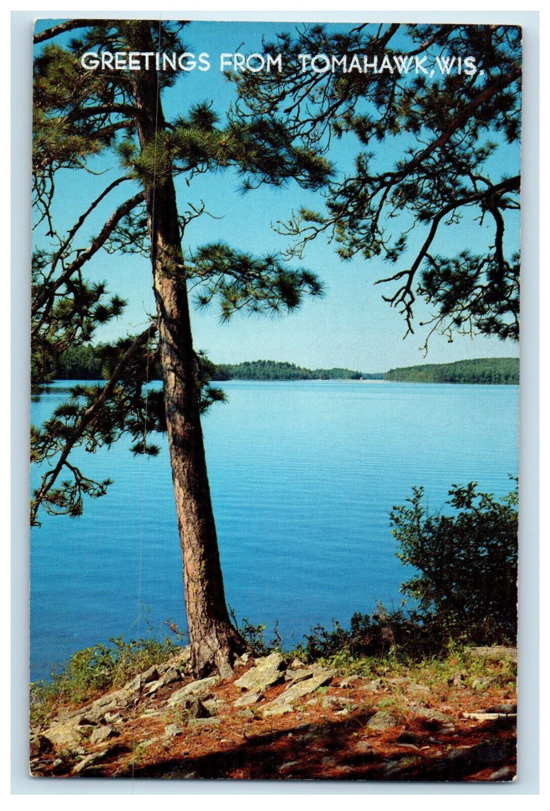 c1950s Norway Pines, Greetings from Tomahawk Wisconsin WI Vintage Postcard