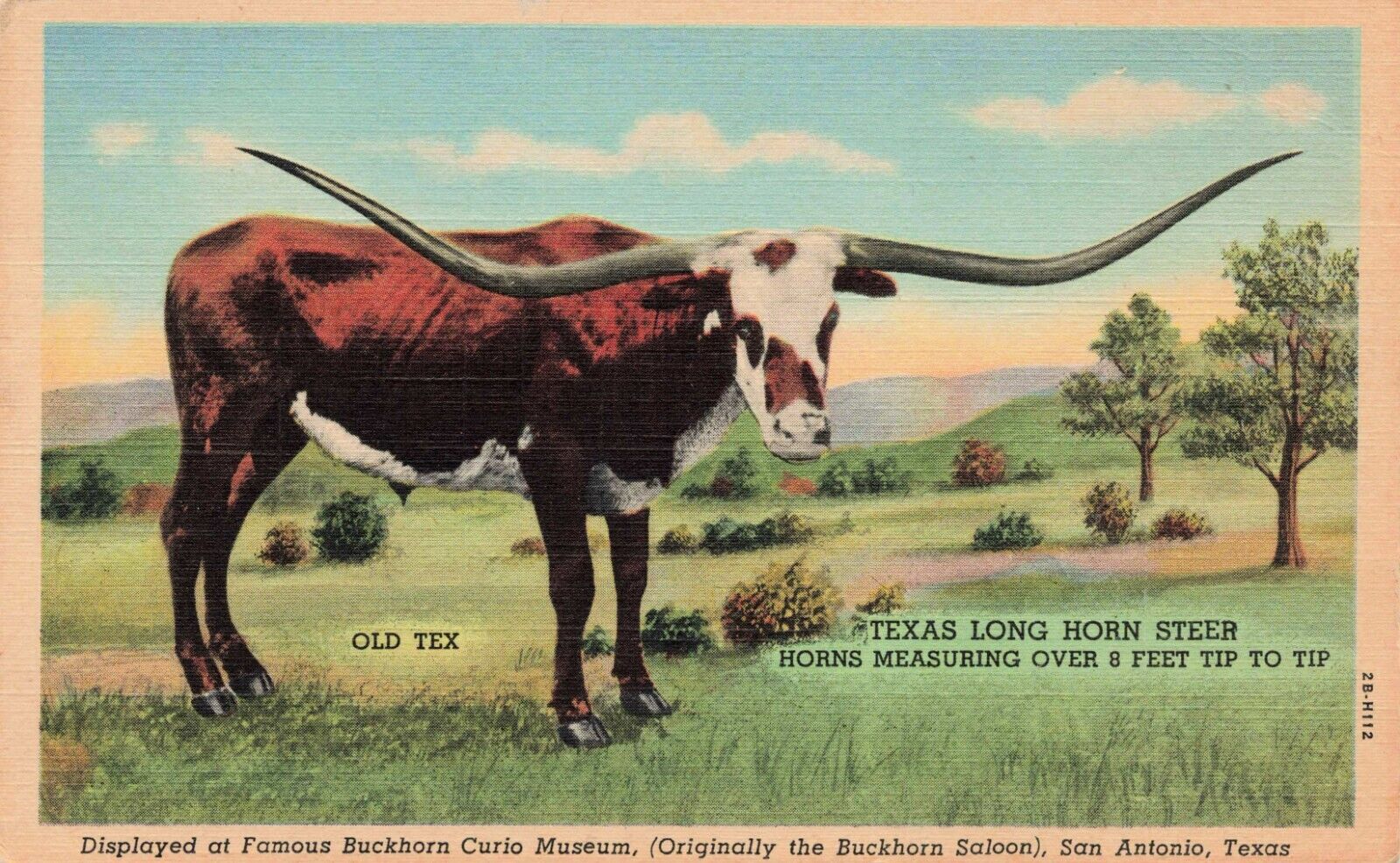Postcard Buckhorn Curio Museum, Originally the Buckhorn Saloon, San Antonio TX