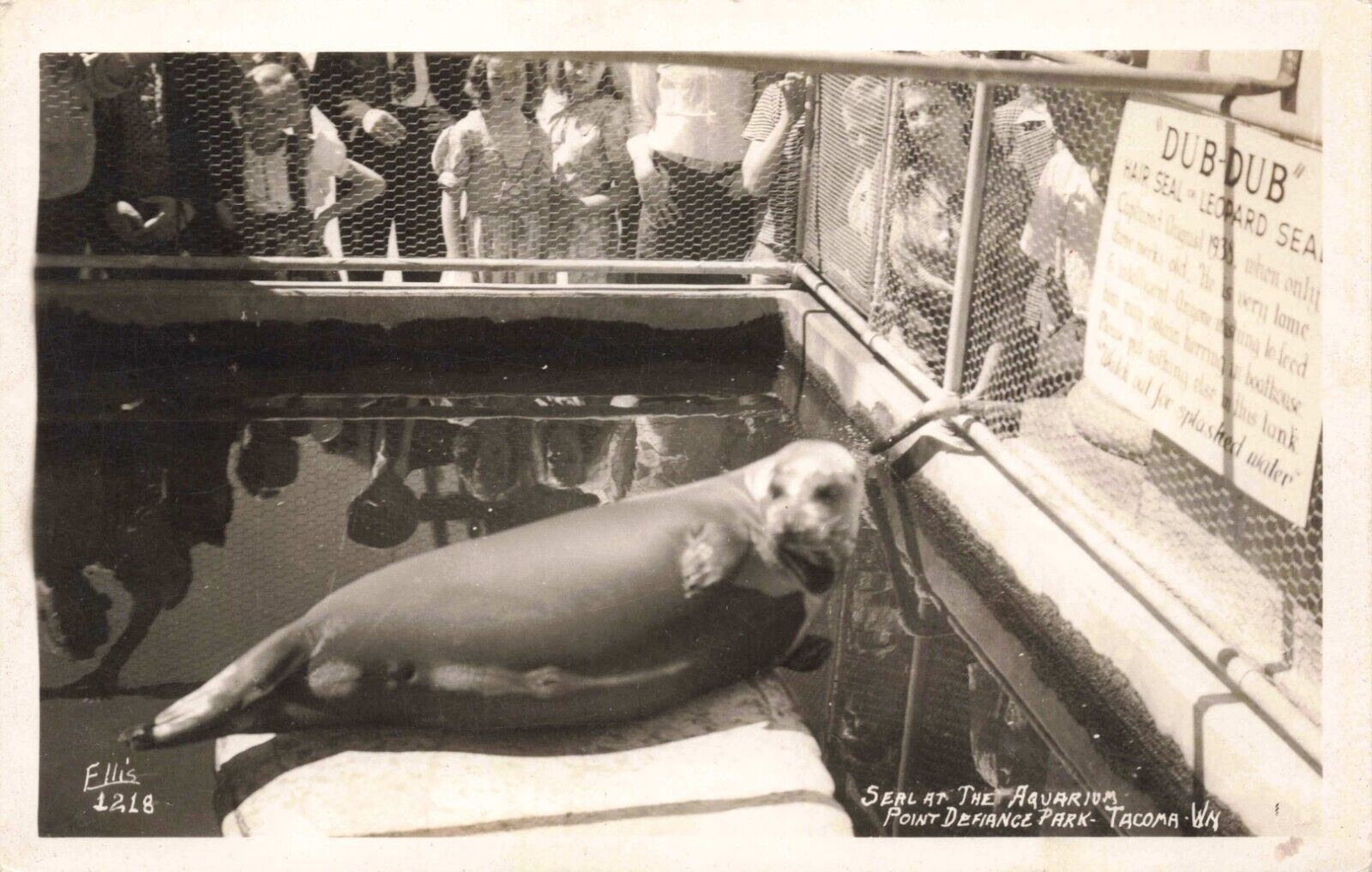 RPPC Leopard Seal at The Aquarium Point Defiance Park Tacoma Washington Postcard